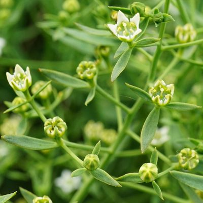 Thesium linophyllon, photographed by Patrick Hacker