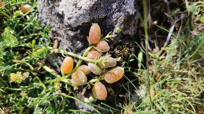 Astragalus incanus, photographed by Victor