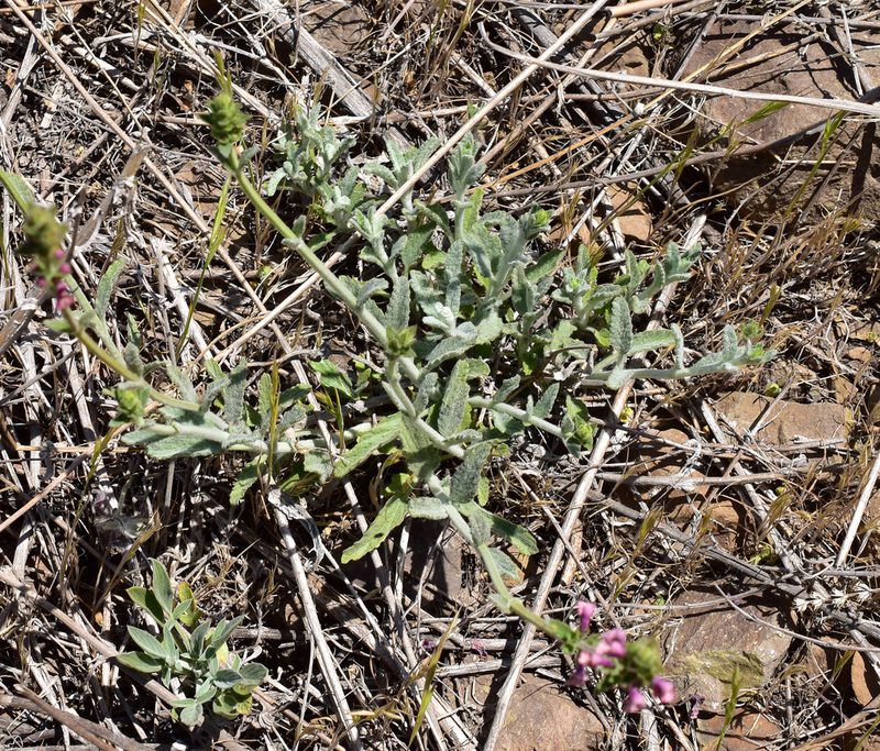 Stachys albicaulis, photographed by Nicolás Villaseca Merino