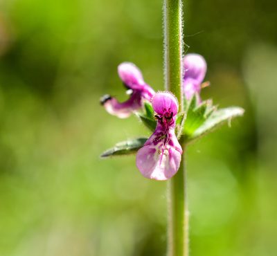 Stachys albicaulis, photographed by Nicolás Villaseca Merino
