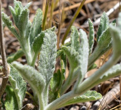 Stachys albicaulis, photographed by Nicolás Villaseca Merino