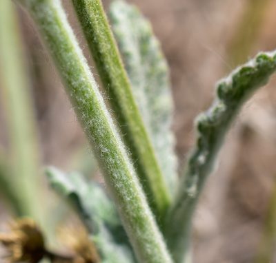Stachys albicaulis, photographed by Nicolás Villaseca Merino
