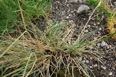 Festuca pallens, photographed by Patrick Hacker