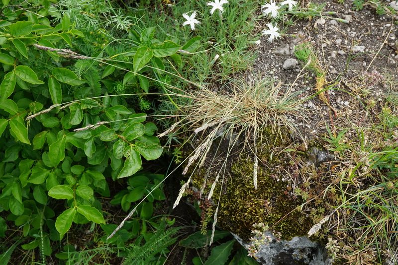 Festuca pallens, photographed by Patrick Hacker