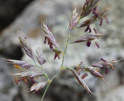 Festuca pallens, photographed by Patrick Hacker