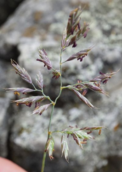 Festuca pallens, photographed by Patrick Hacker