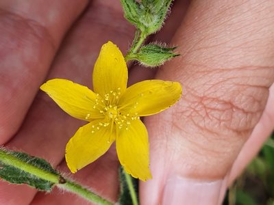Hypericum pubescens, photographed by Mehdi Chetibi
