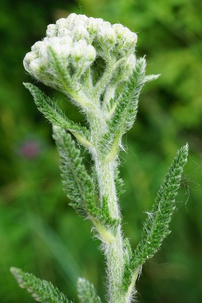 Achillea seidlii, photographed by Patrick Hacker