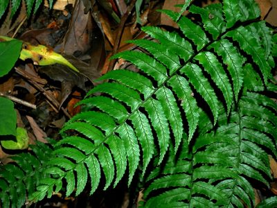 Diplazium wichurae, photographed by Jacy Chen