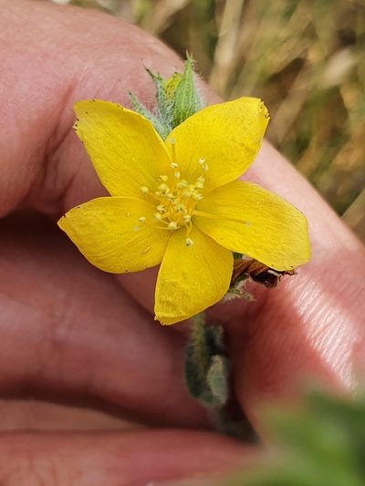 Hypericum pubescens, photographed by Mehdi Chetibi