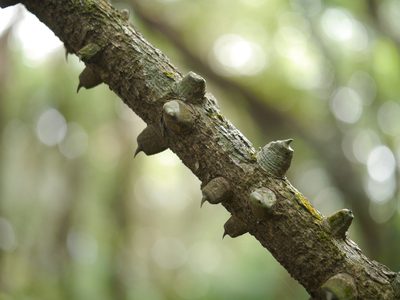 Mezoneuron cucullatum, photographed by Dinesh Valke