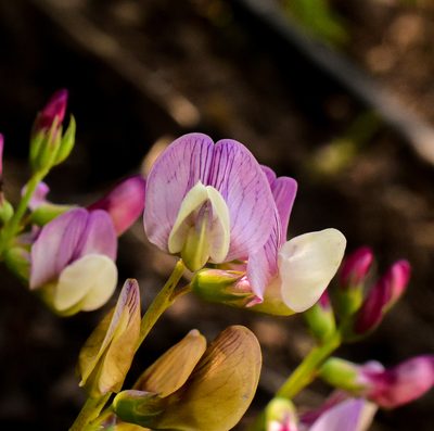 Lathyrus magellanicus, photographed by Nicolás Villaseca Merino