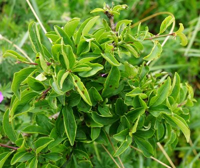 Rhamnus saxatilis, photographed by Patrick Hacker