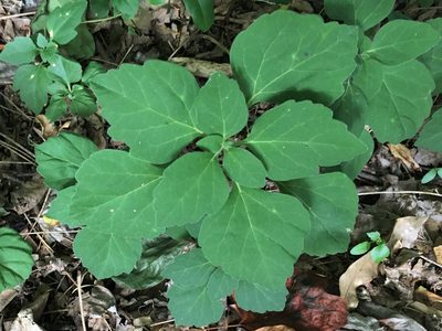 Pachysandra procumbens, photographed by lejones417