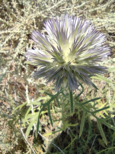 Echinops strigosus, photographed by Daniel Heras González