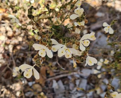 Henrya insularis, photographed by Lyrae