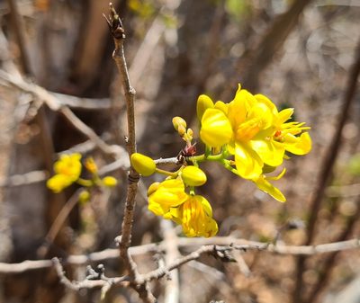 Haematoxylum brasiletto, photographed by Lyrae