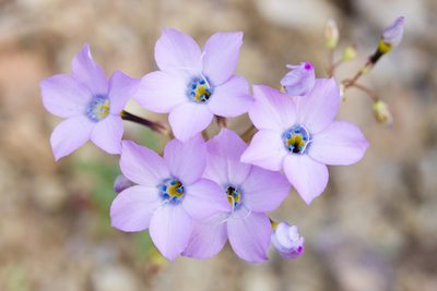 Gilia cana, photographed by Ken-ichi Ueda