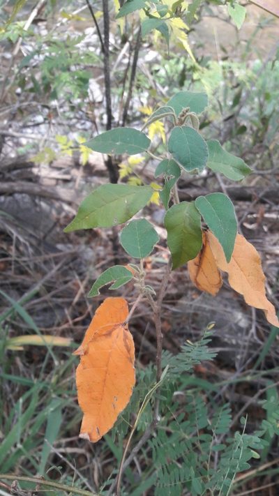 Croton gracilipes, photographed by Max Brujula