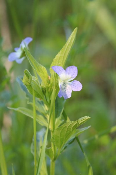 Viola elatior, photographed by Константин Селивёрстов