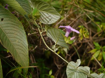 Argyreia sericea, photographed by Dinesh Valke
