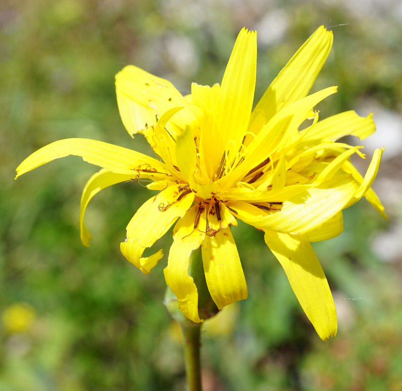 Pseudopodospermum hispanicum, photographed by Patrick Hacker