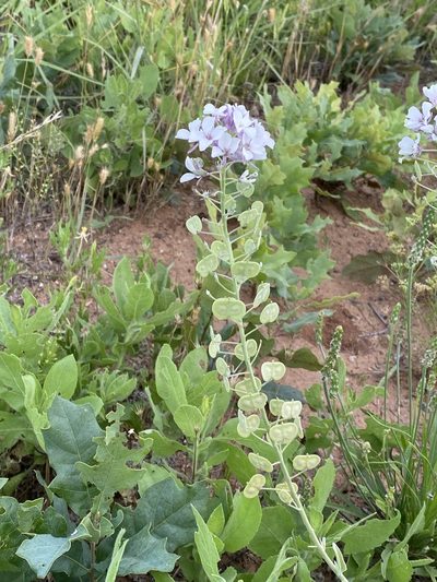 Dimorphocarpa candicans, photographed by Meghan Cassidy