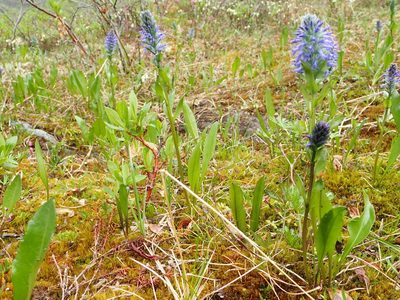 Lagotis glauca, photographed by Allan Harris