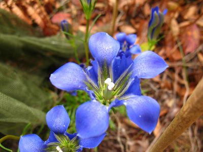 Gentiana autumnalis, photographed by Lena Struwe