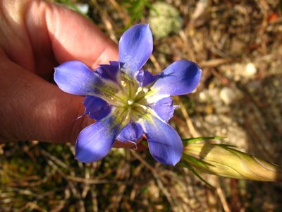 Gentiana autumnalis, photographed by Lena Struwe