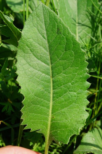 Klasea lycopifolia, photographed by Patrick Hacker