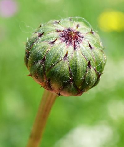 Klasea lycopifolia, photographed by Patrick Hacker