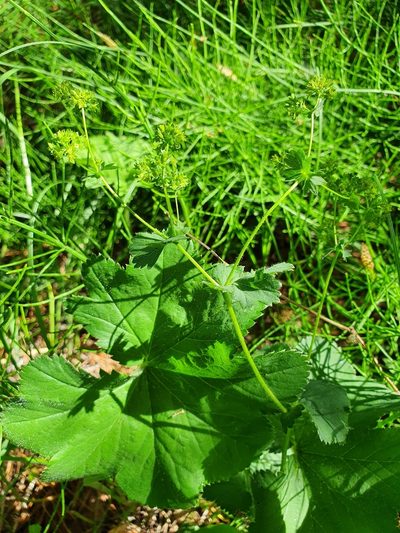 Alchemilla cymatophylla, photographed by Анна Митрошенкова
