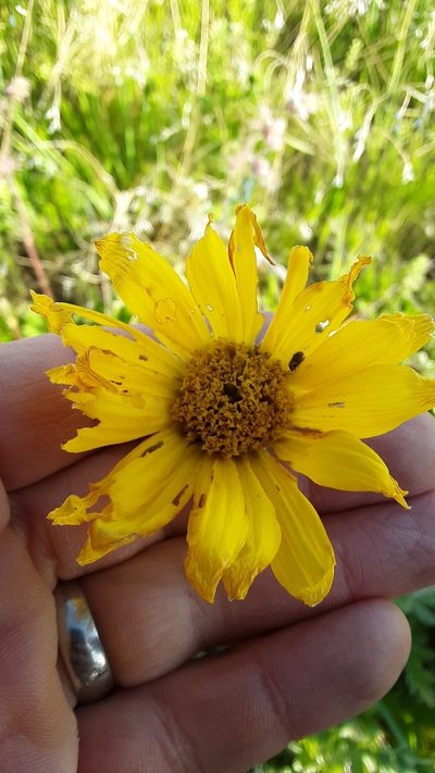 Balsamorhiza incana, photographed by Tait Sougstad
