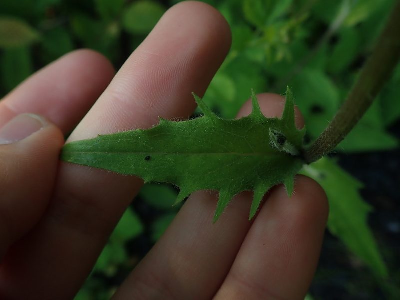 Hieracium lachenalii, photographed by Matteo Marcandella