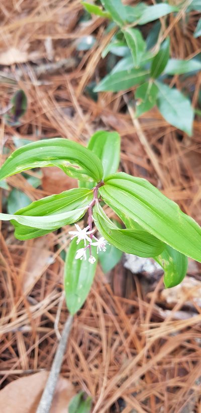 Maianthemum scilloideum, photographed by Eugenio Padilla
