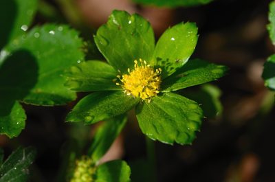 Sanicula epipactis, photographed by nicoweg