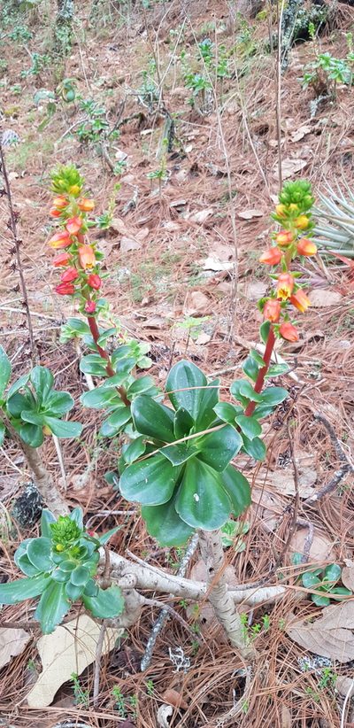 Echeveria montana, photographed by Eugenio Padilla