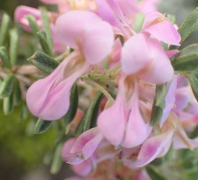 Indigofera flabellata, photographed by Nicola van Berkel