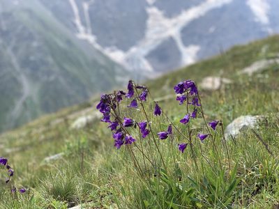 Campanula collina, photographed by Марина Ландшафтное бюро LOOK