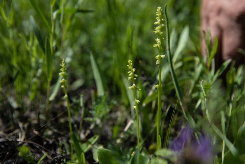 Herminium monorchis, photographed by Нурхайдарова Татьяна