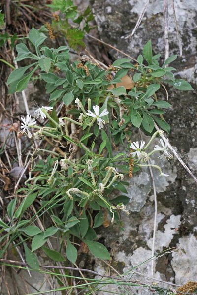 Silene andryalifolia, photographed by Christoph Moning