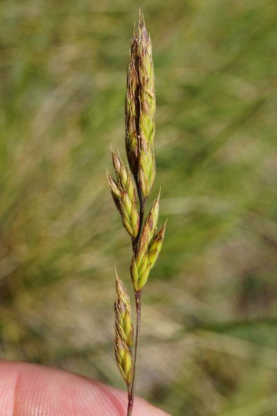 Festuca rupicola, photographed by Patrick Hacker