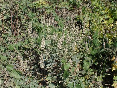 Delphinium californicum, photographed by Scott Yarger