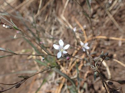Linum congestum, photographed by Scott Yarger