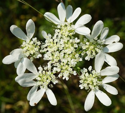 Orlaya grandiflora, photographed by Patrick Hacker