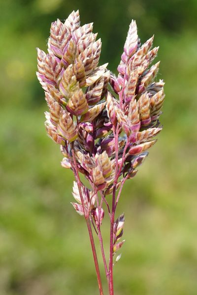 Poa badensis, photographed by Patrick Hacker