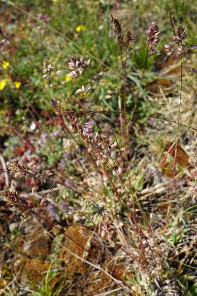 Poa badensis, photographed by Patrick Hacker