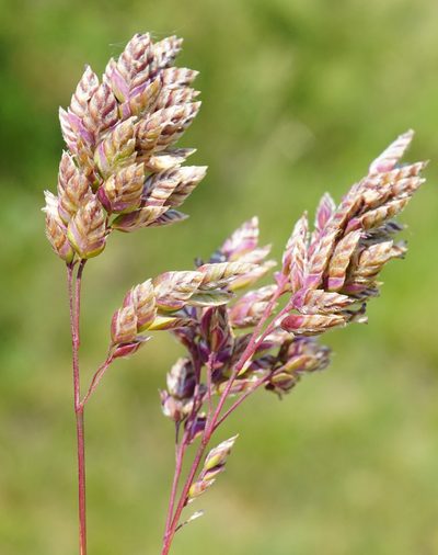 Poa badensis, photographed by Patrick Hacker