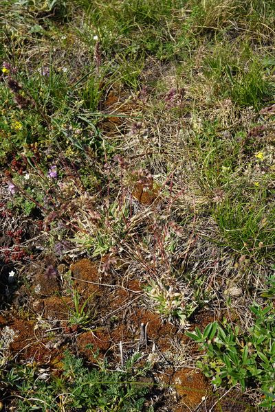 Poa badensis, photographed by Patrick Hacker